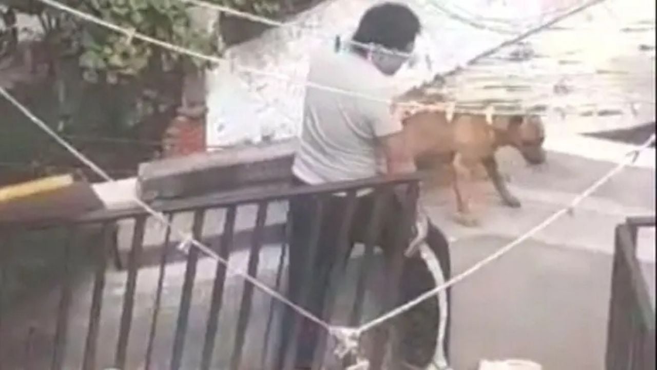 Rescatan a tres perros víctimas de maltrato animal en alcaldía Álvaro Obregón (Video)
