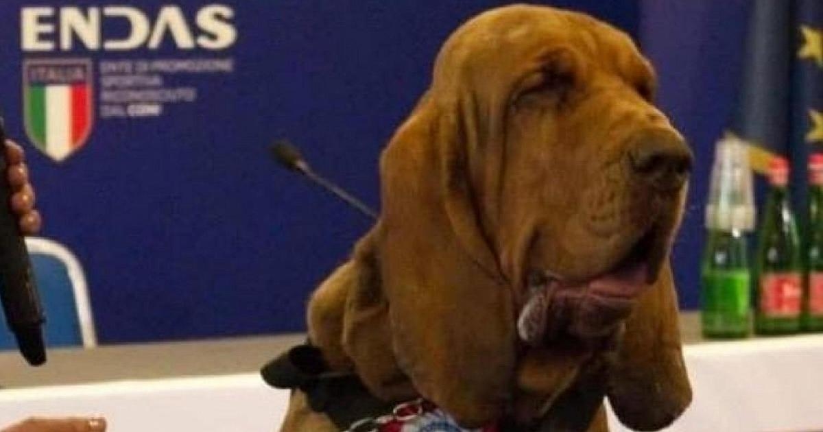 Bruno Öldürüldü, Kahraman Köpek Giorgia Meloni Tarafından Ödüllendirildi