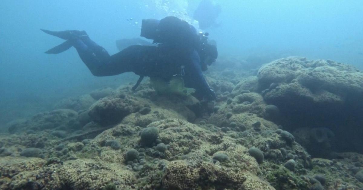 Extreme hitte: hoge temperaturen en invasieve algen bedreigen het grootste koraalrif van Kroatië.