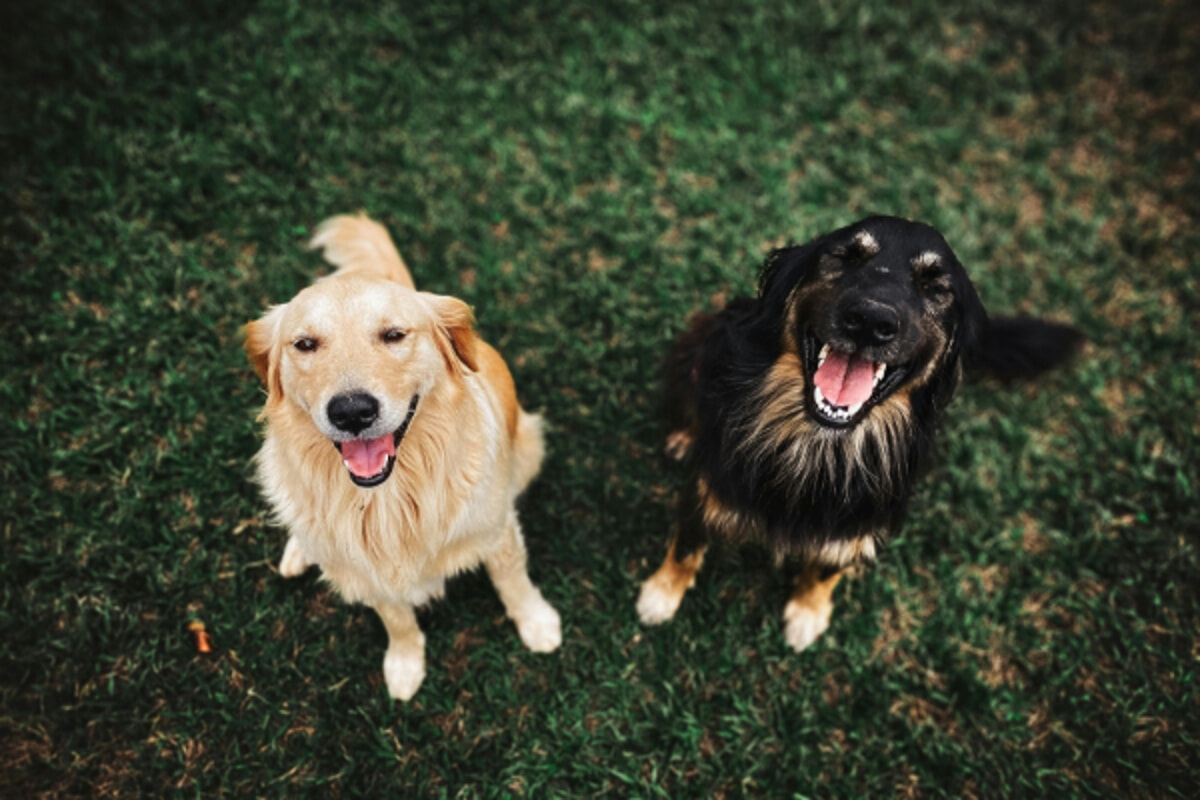Vacunas obligatorias para perros: ¿Qué saben los dueños?