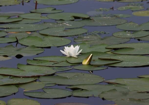 Cartas ao Editor - Caro Lake, admiro sua resiliência, apesar de todos os danos que lhe causamos e continuamos a causar - - Varese News