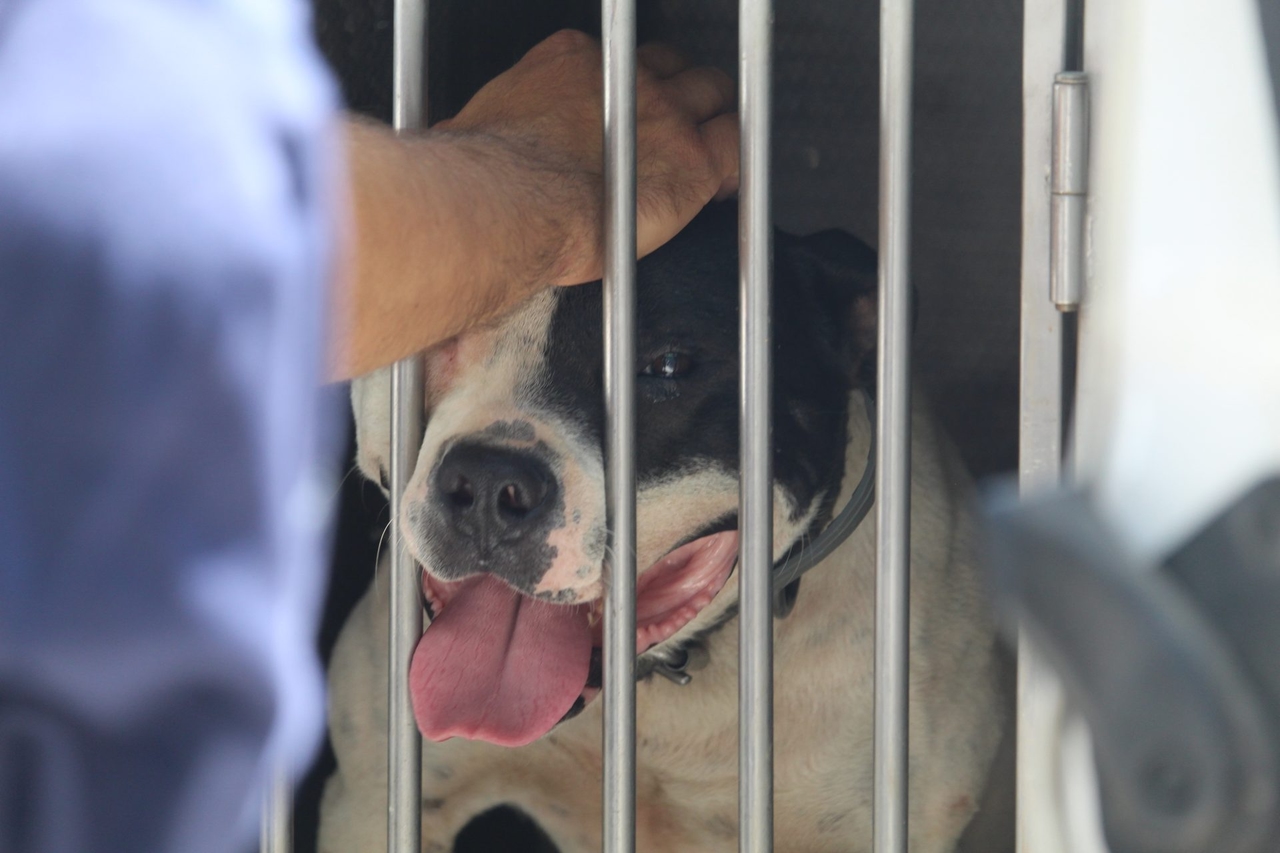 Cães forçados a lutar até o fim. Agora eles estão seguros
