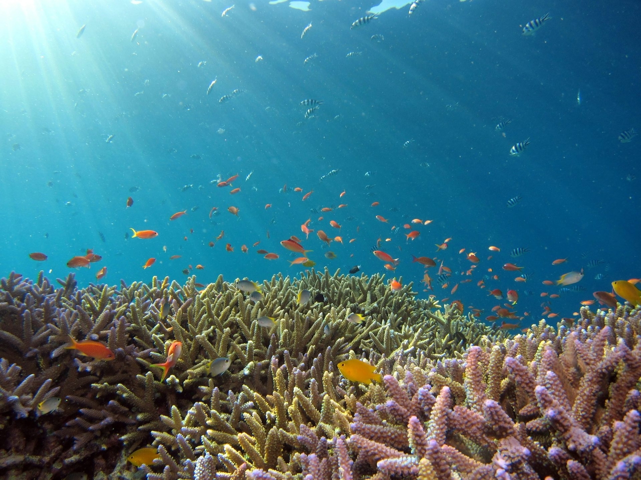Oceanos, uma conferência mundial para salvá-los