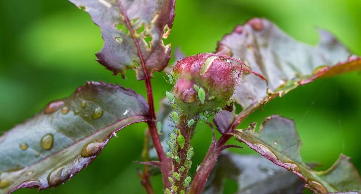Aphids have no chance – home remedies that work