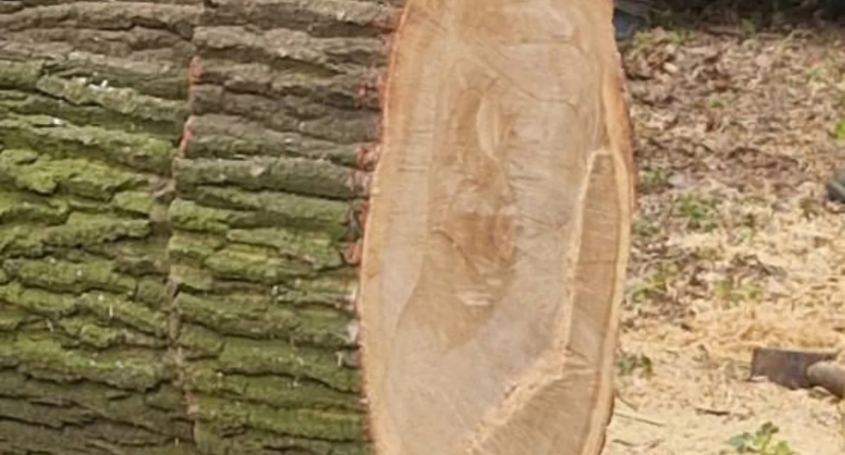 Why are they cutting down park trees in Jarosław?