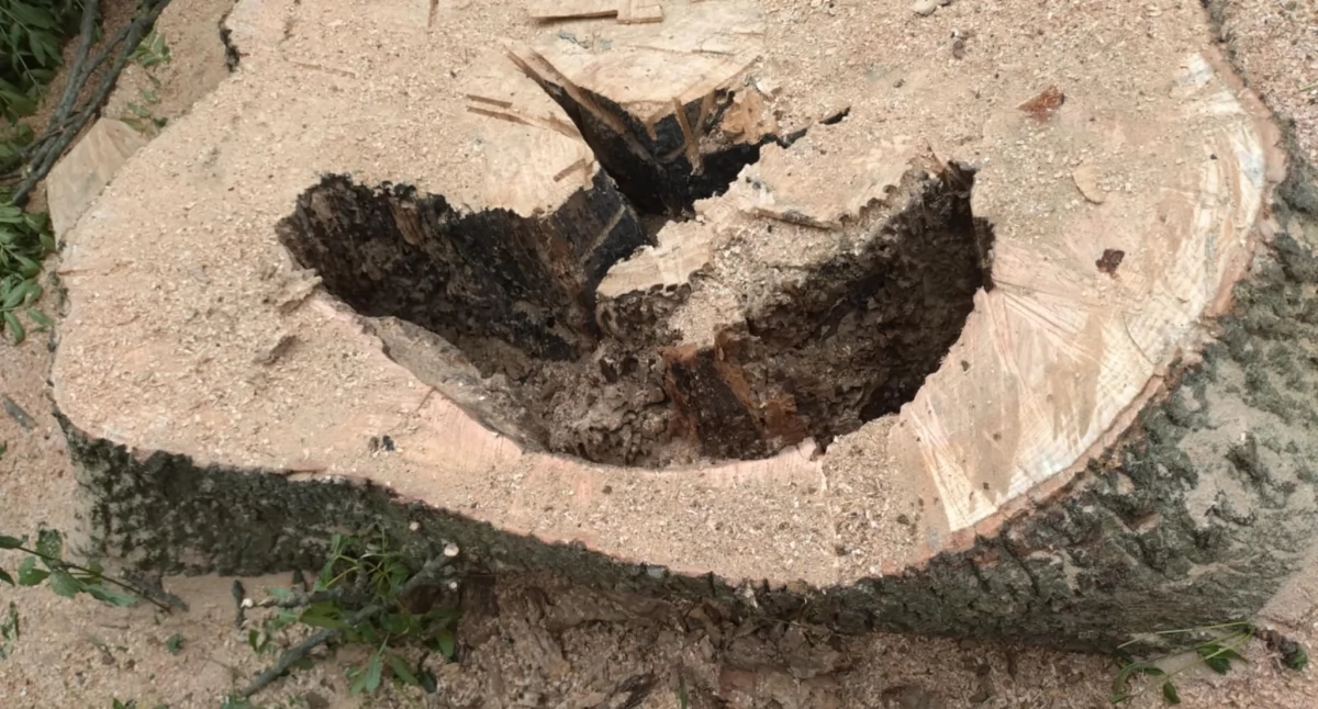 From Acid Pouring to Felling, or How a 100-Year-Old Ash Tree Was Disposed of [PHOTOS]