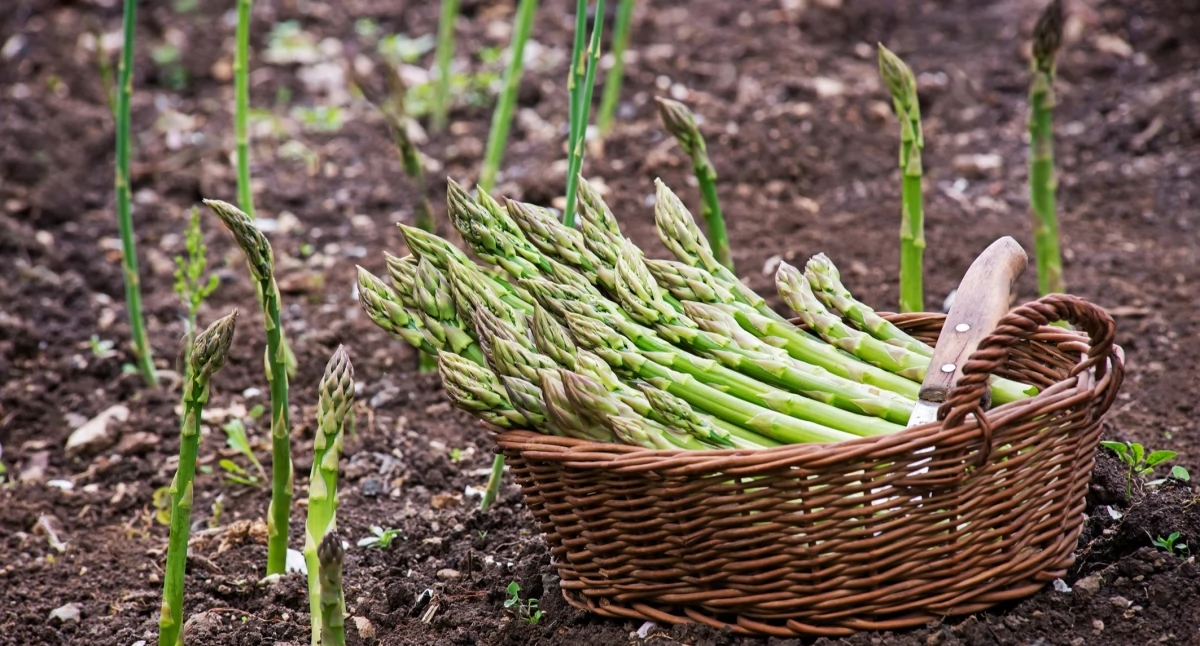 Asparagus – plant once and harvest for years