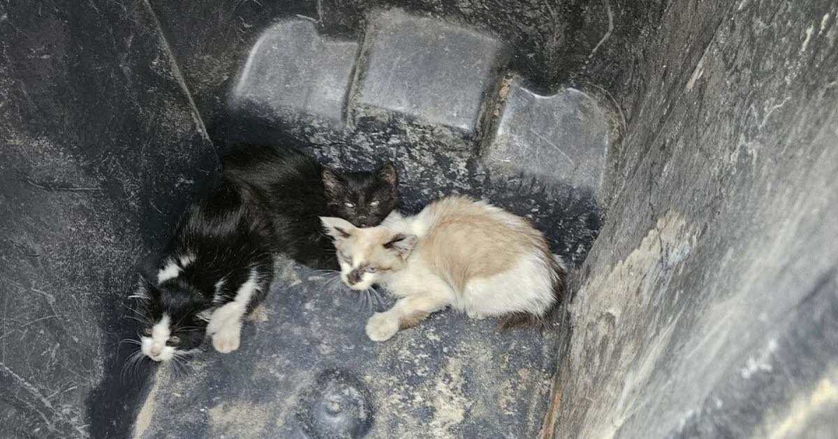 Mosela: Tres gatitos arrojados vivos a la basura son salvados de la muerte.