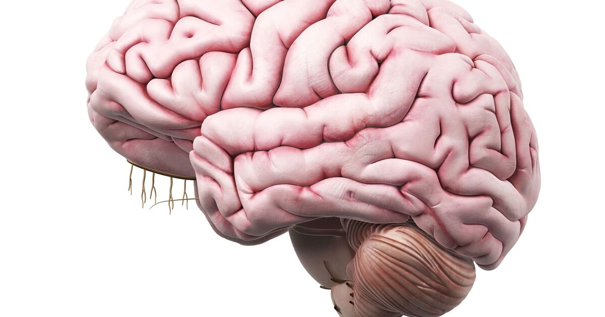 Scientist shares top cheat code to 'reprogram your brain'