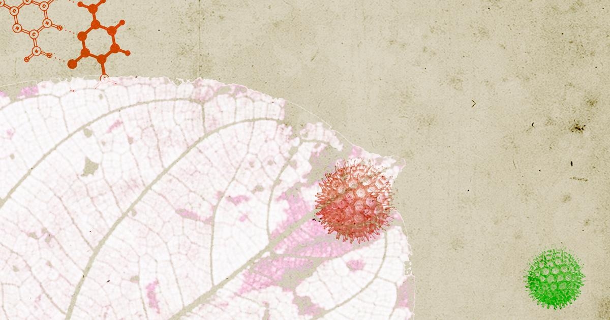 Cómo hacer papel a partir del polen