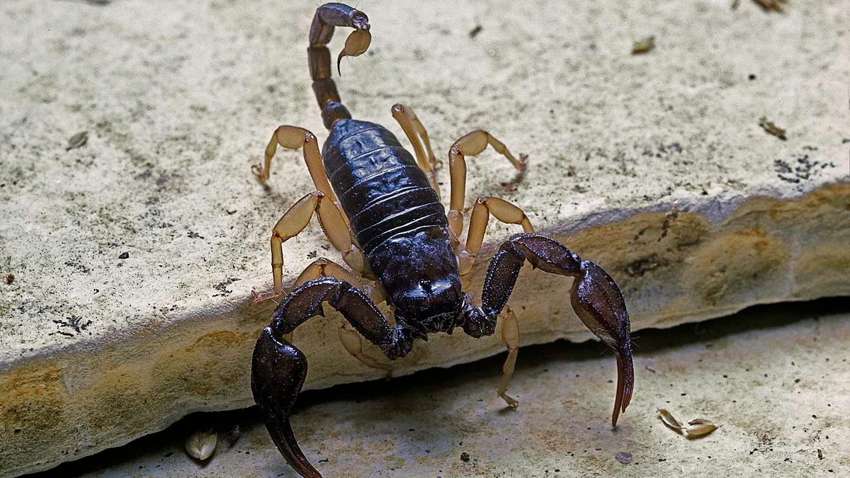 Britain's DEADLY critters: Experts reveal the unsuspecting creepy crawlies that can kill you - including horseflies, Asian Hornets, and mosquitoes