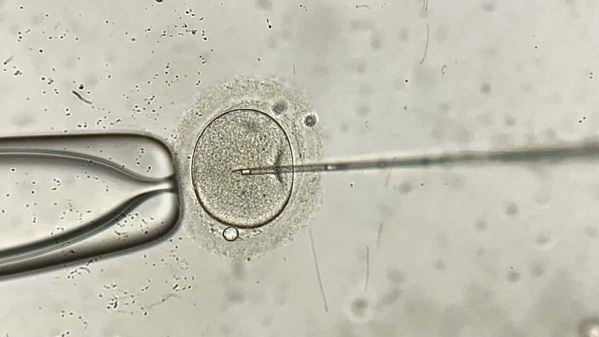 Warning over delaying parenthood as study finds donor eggs drive most IVF successes for women aged 43