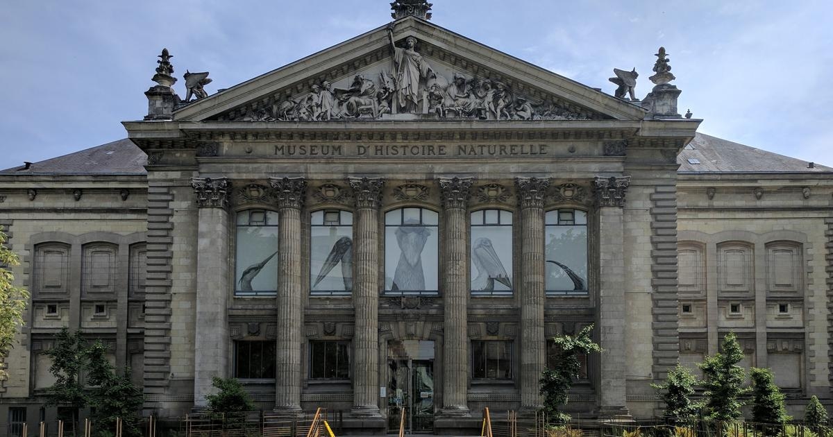 El Museo de Historia Natural de Nantes cerrará sus puertas hasta 2029.