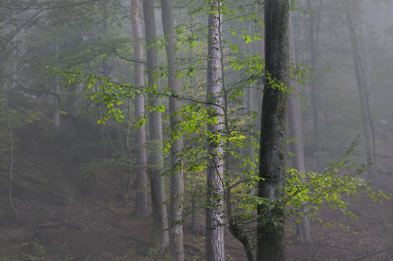 Hacia una nueva distribución del valor: una defensa del dividendo social