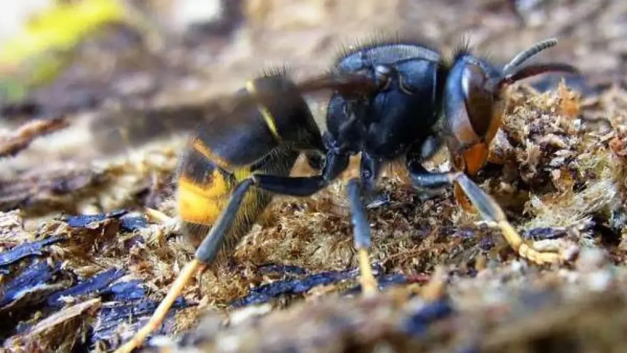 Asya eşek arısı tarafından sokulduğunuzda yapmamanız gereken hata, durumu daha da kötüleştirebilir