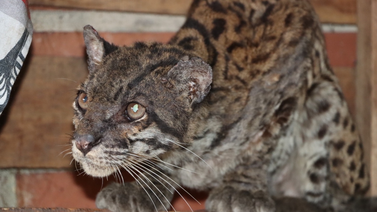 Filhote de tigre desnutrido e desorientado é resgatado em uma estrada em Huila: aparentemente, ele havia sido mantido em cativeiro e depois abandonado.