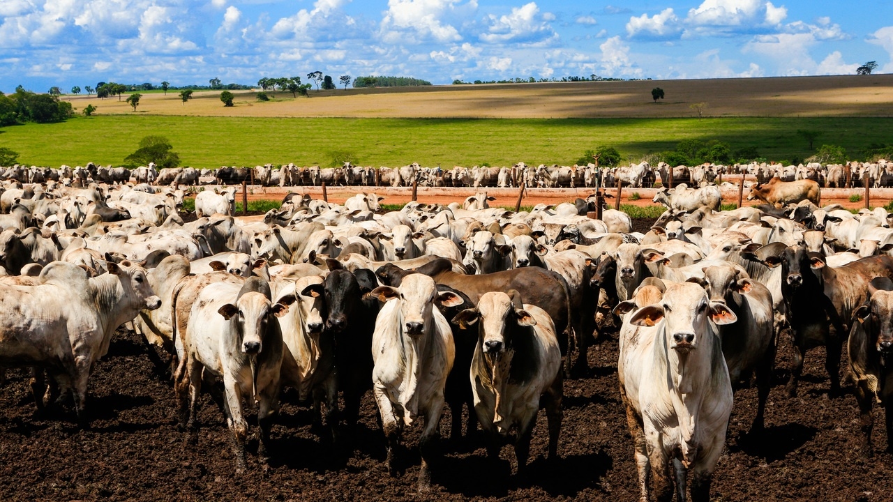 Повышение тарифов показало, что Бразилия не так уж и зависима от США — по крайней мере, в одном секторе.