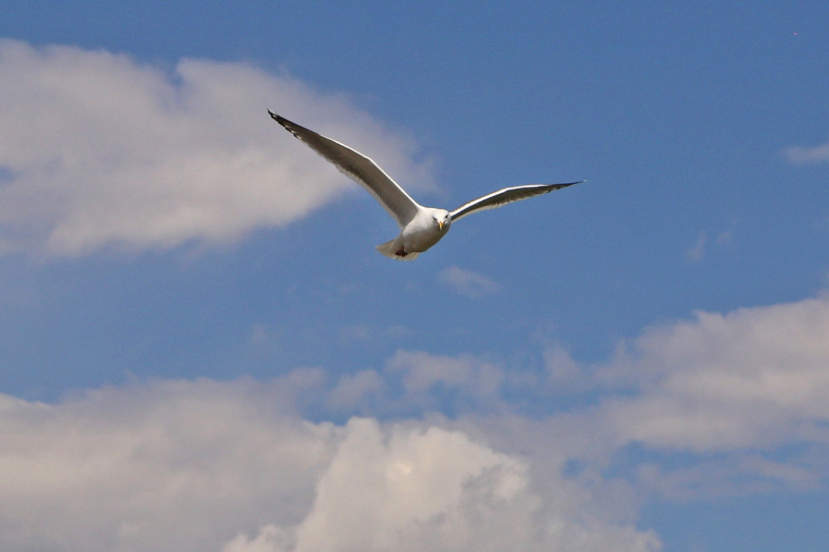Martılar midelerinde mikroplastikler taşırken, zehirli balıkları da beraberlerinde taşıyorlar.