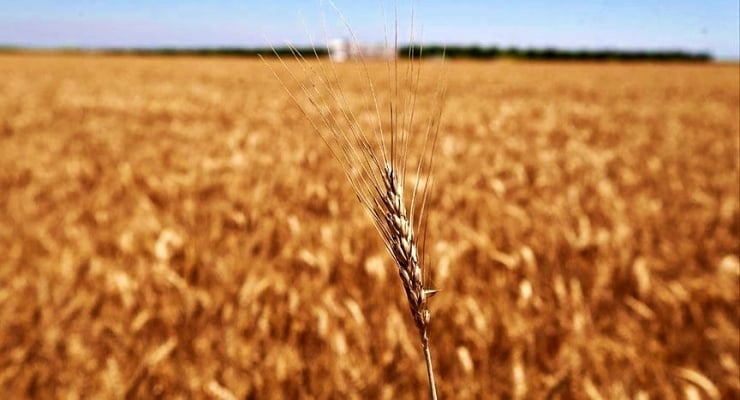 Ceny żywności spadają na całym świecie, a w Turcji rosną