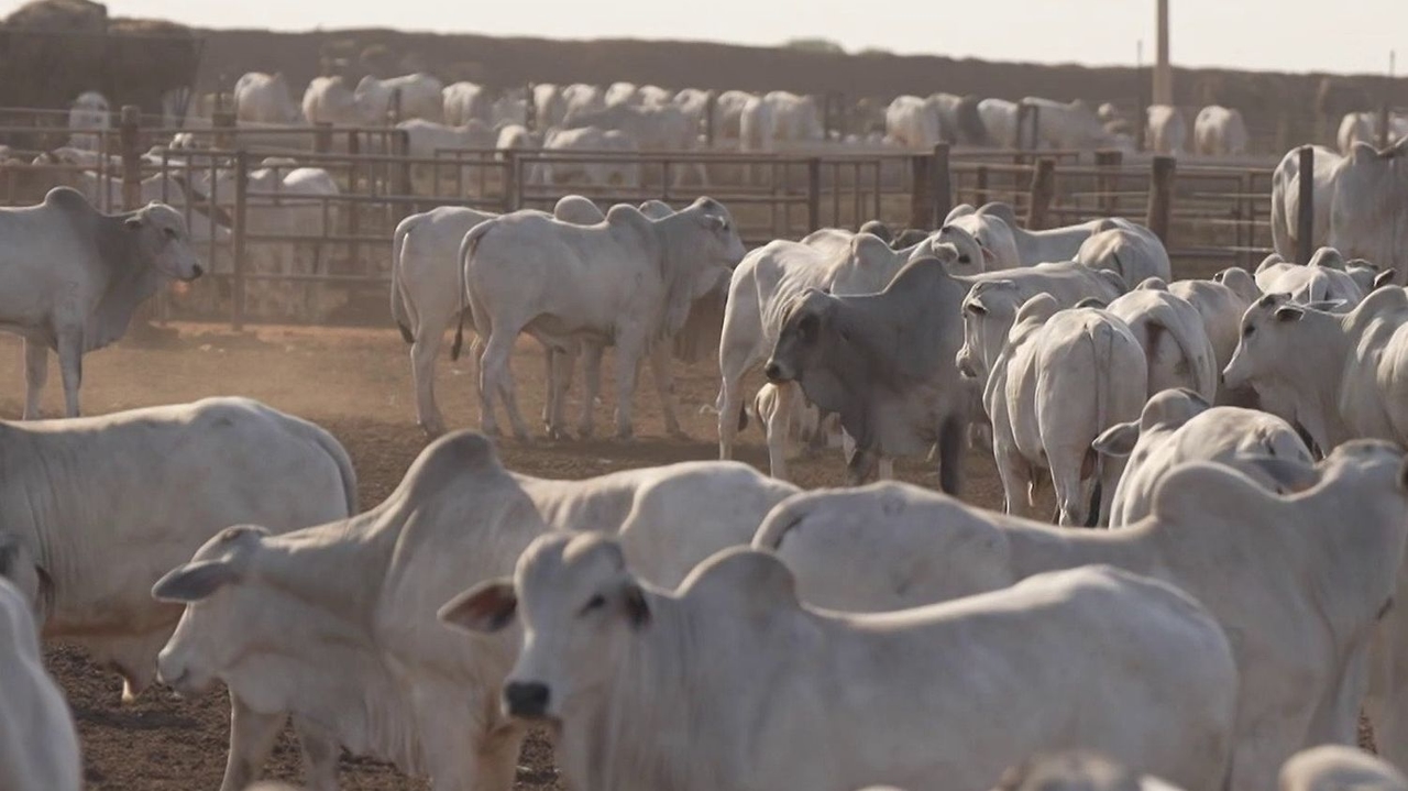 Mercosur: Untersuchung zu brasilianischem Fleisch, das am Ende auf unseren Tellern landen könnte