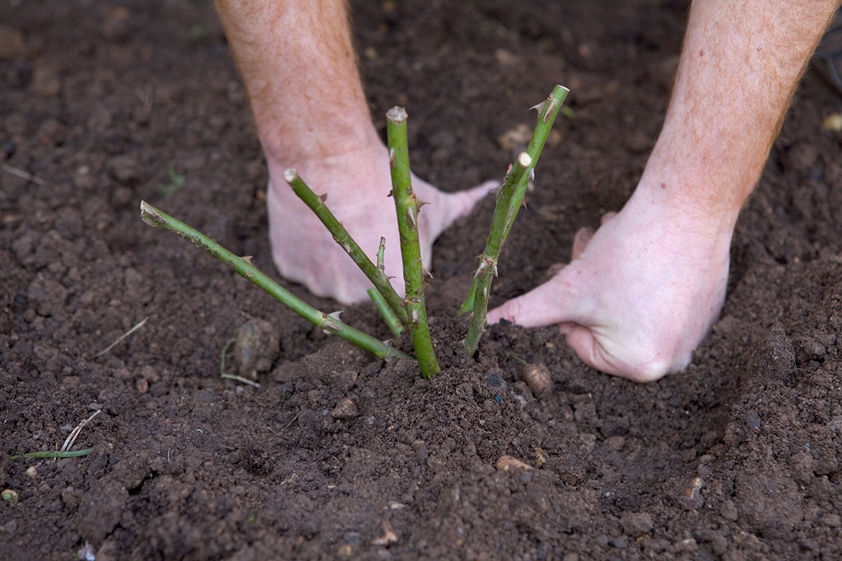 Zo plant je een roos met kale wortel