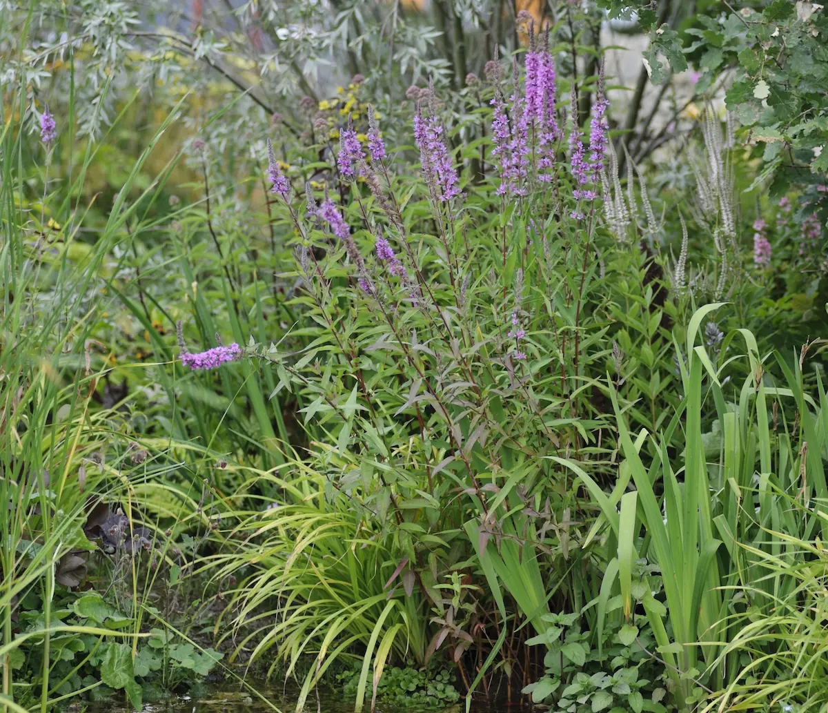 Estas son 7 plantas de jardín baratas (y hermosas)