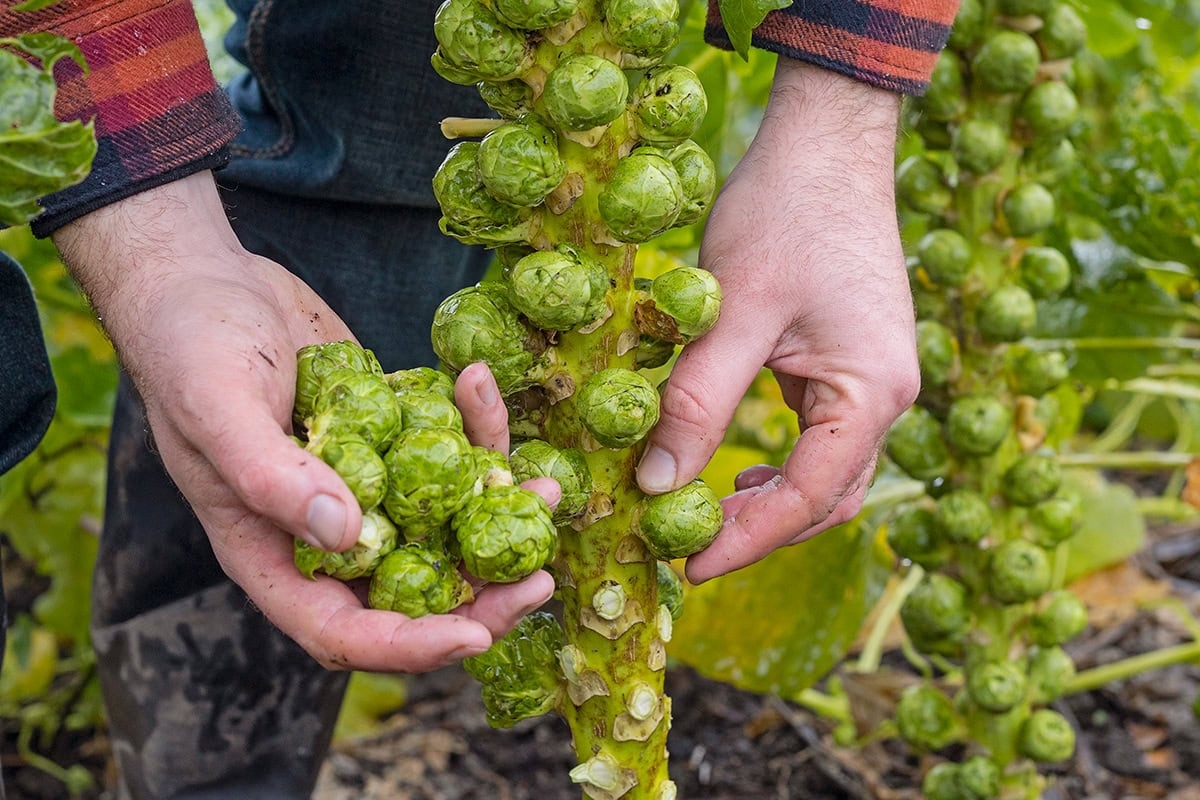 Kasım ayında sebze bahçesi: İşte yapabilecekleriniz