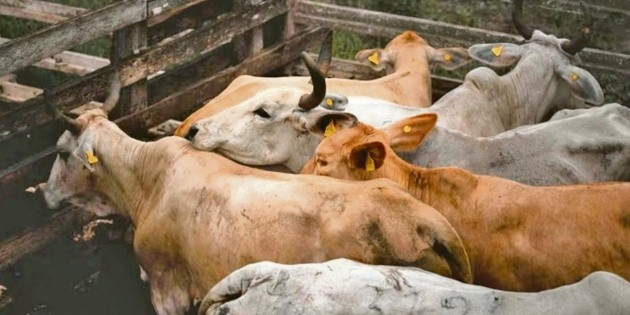 Opérations contre la lucilie bouchère étendues