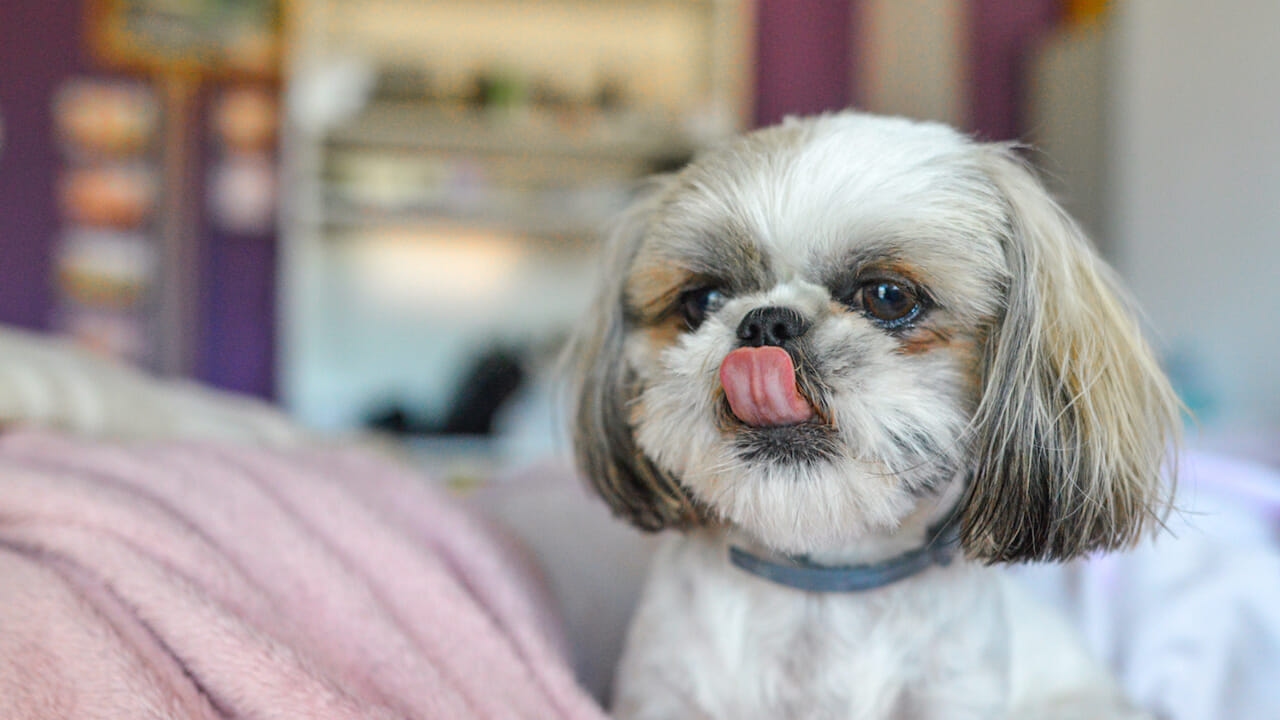 Ши-тцу: все, что вам нужно знать о тибетском мастифе